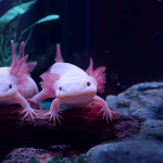 Axolotl Survival Instincts