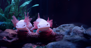 Axolotl Survival Instincts