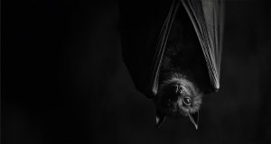 The Silent Guardians of the Night: How Bats Keep Ecosystems in Balance