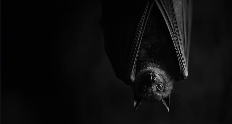 The Silent Guardians of the Night: How Bats Keep Ecosystems in Balance
